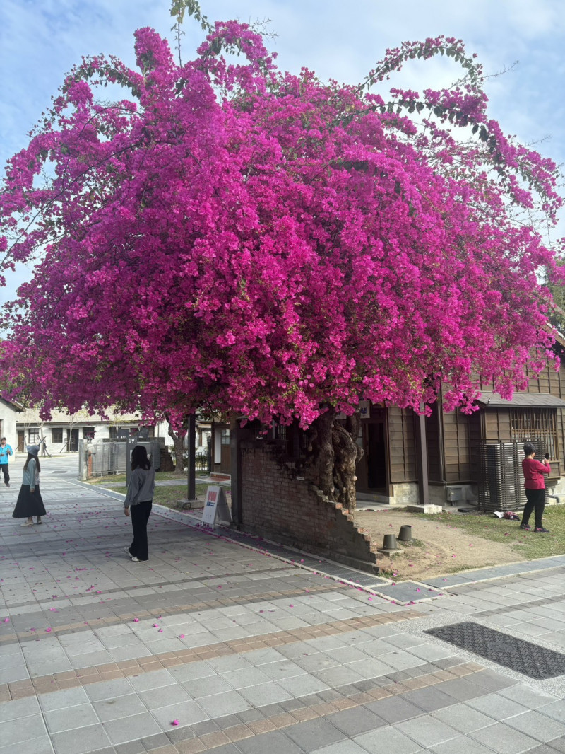 百年九重葛瀑布成「網紅」 劉克襄心疼「童年玩伴被欺負了」