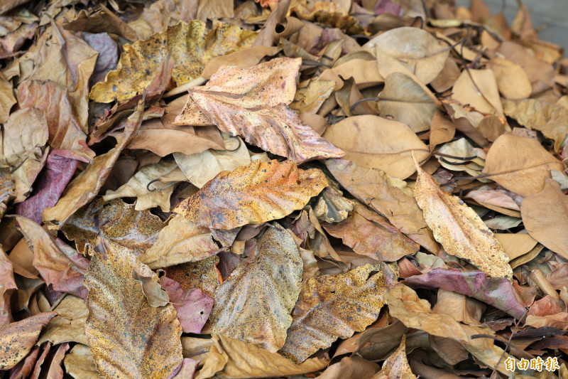 藝術家呂巧智在此次個展展出《有光落下的季節》，展場中，真實落葉與超擬真陶瓷落葉混合堆放，增添創作意境。（記者黃政嘉攝）