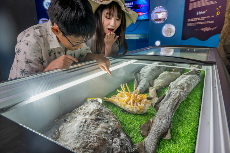 台灣首度引進的「深海生物標本展示」，遊客有機會親手觸摸深海生物標本。（Xpark提供）