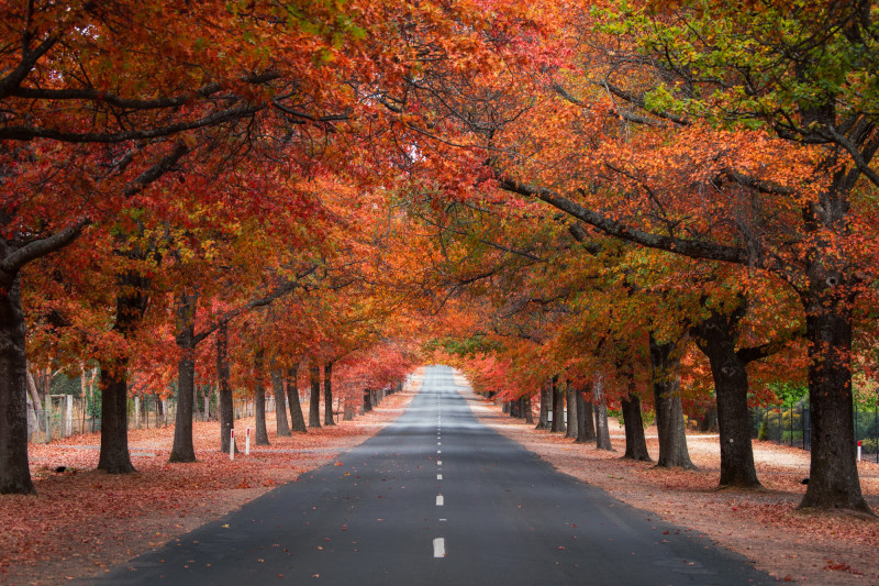 秋季行駛於墨爾本近郊林間道路，層層楓紅交織成拱形林蔭，將整段自駕旅程染上溫暖色調。（百軒廣告提供）