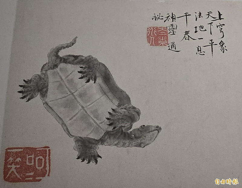 華喦《寫生冊》中的〈龜〉。（記者凌美雪攝）