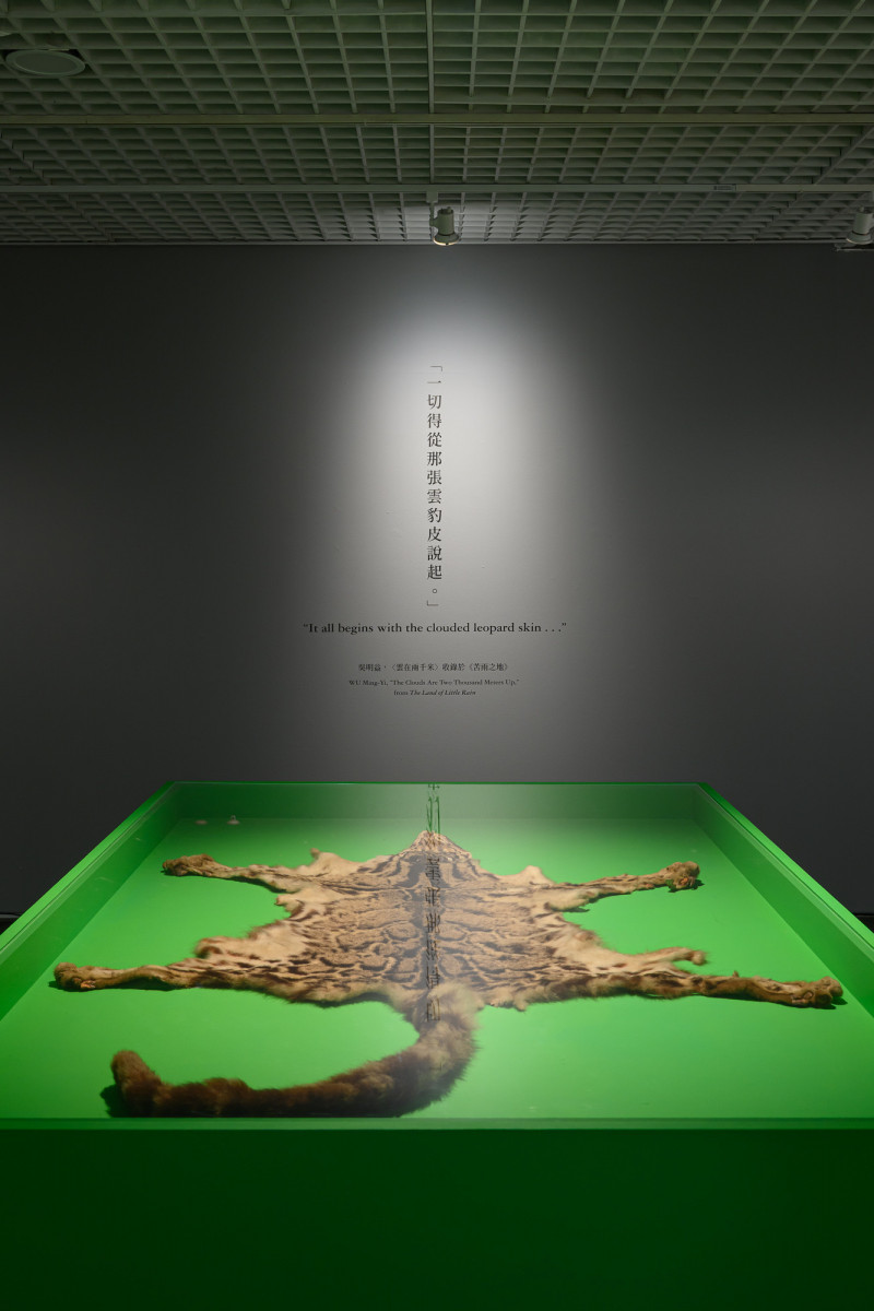 原本要找台灣雲豹!自動相機卻意外拍下數萬珍貴野生動物影像