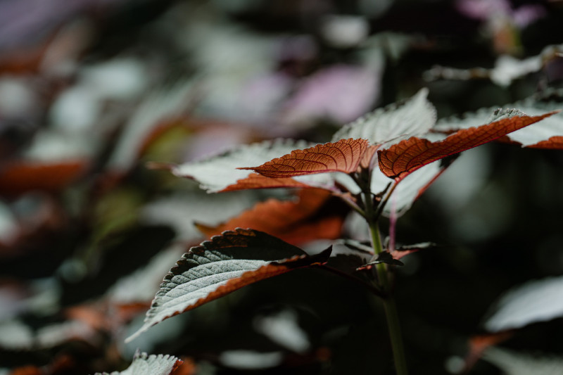 把越南河粉香草搬上頂樓!綠美圖打造種子庫 香氣飄散整層