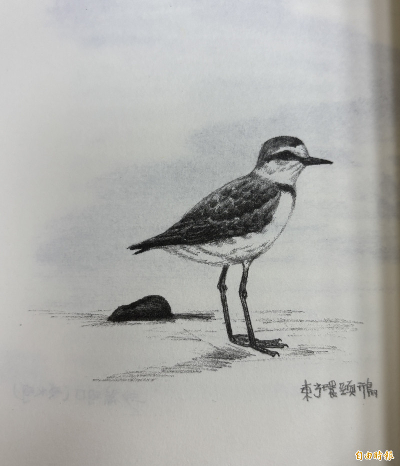 劉克襄親繪的鳥類插圖，收錄於《少年綠皮書》，以細膩筆觸呈現自然生態，也是全書結合文字與自然觀察的特色之一。（記者董柏廷翻攝）