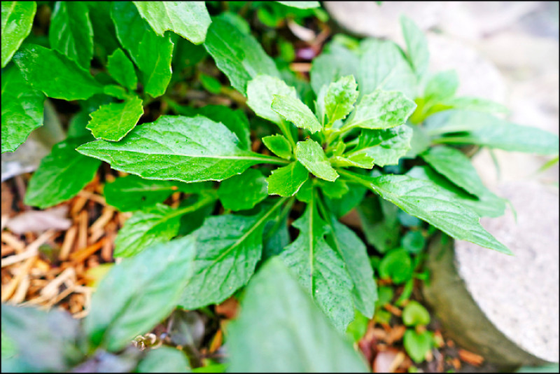 【家庭plus．香草隨食札記】紅鳳菜 樸實菊科