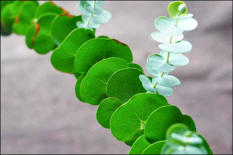 【家庭plus．香草隨食札記】銀葉桉 迷你版尤加利