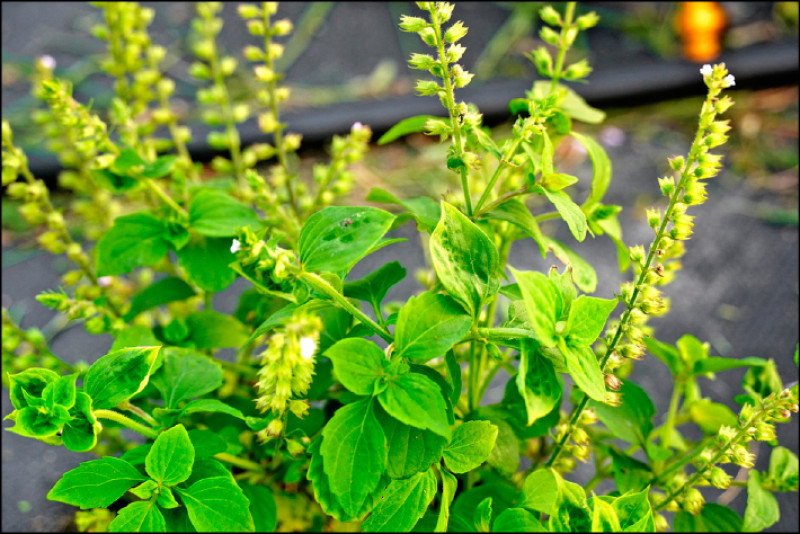 【家庭plus．香草隨食札記】石薺薴 台灣犬香薷