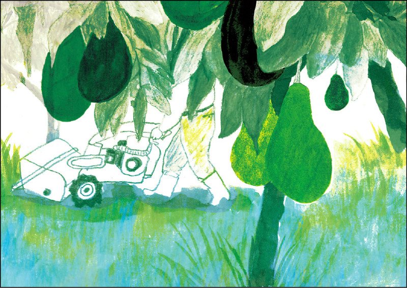 【自由副刊】鄭麗卿／酪梨是這樣長成的