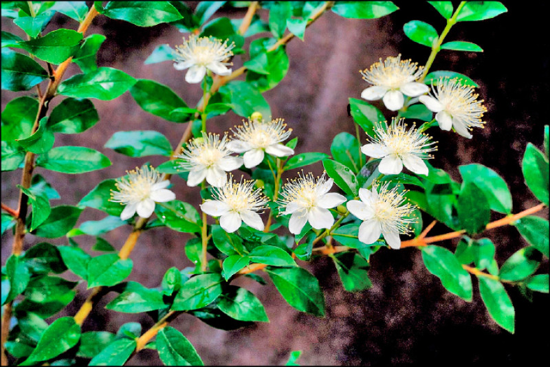 〈香草隨食札記〉甜香桃木 色香味俱全