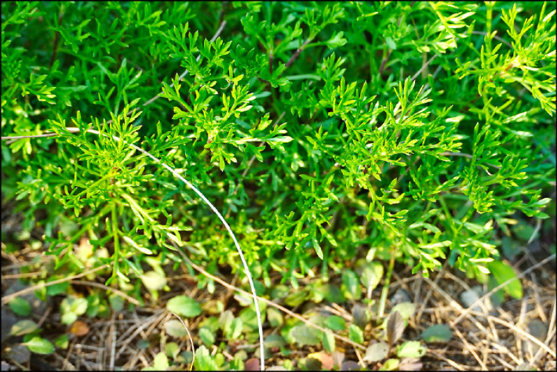 【家庭plus．香草隨食札記】茵陳蒿 協助身體不卡卡