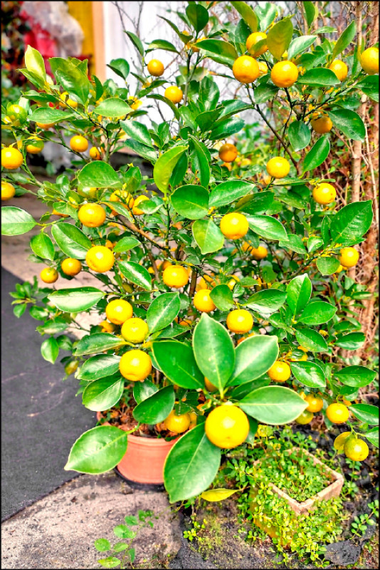 【家庭plus．香草隨食札記】金桔 春節討喜少不了