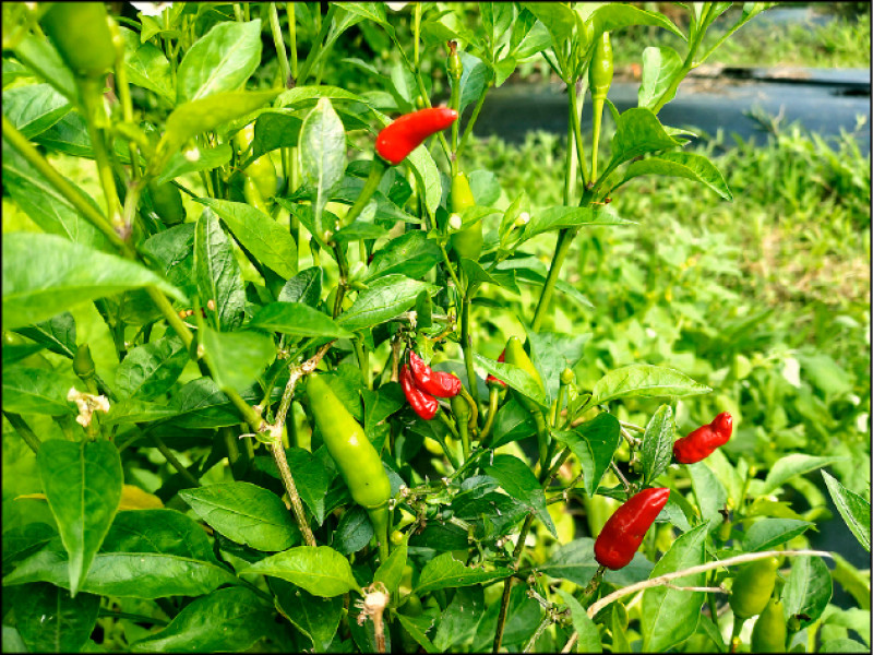 【家庭plus．香草隨食札記】朝天椒 辣翻天