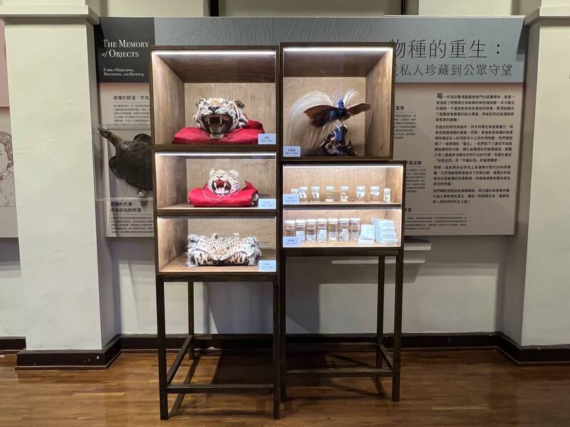 查完網拍發現超值錢！李遠繼承日治神祕原民文物 老天指路「物歸原主」台博館