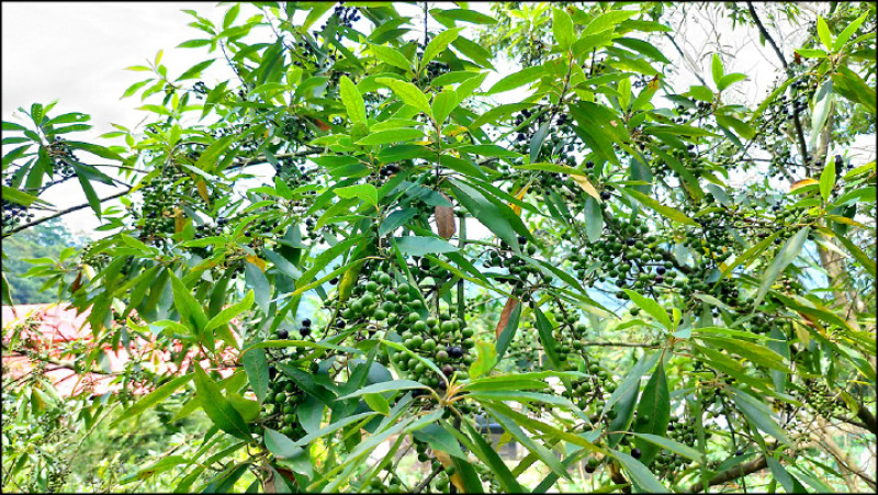 【家庭plus．香草隨食札記】馬告 正港台灣味