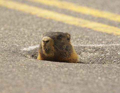 小動物這樣安全嗎？伸頭的時候如果有一台車急駛過來的話...（圖片來源／Rex）