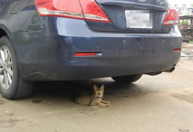 要求駕駛人在上車前檢查汽車車底的措施，是體諒小朋友或小動物如果藏在車底，可以在開車前先驅趕，避免發生憾事。（警方提供，記者陳建志翻攝）