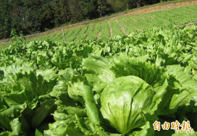 台灣農產品去年外銷產值52.2億美元 美日成主要市場