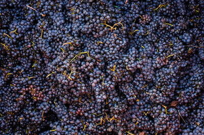 LTN經濟通》勸君再進一杯酒 紅酒過剩少人飲