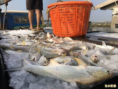 小心養套殺！傳北京最快今年解除台灣水產輸中禁令