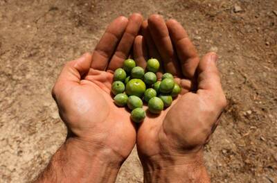 LTN經濟通》炒作過頭？液體黃金逆勢跌