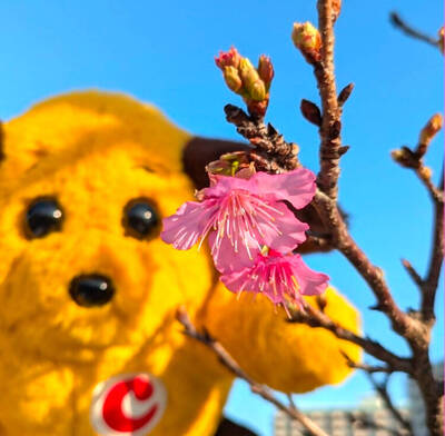 卡哇伊！日本海關吉祥物「海關君」周邊商品快開賣了