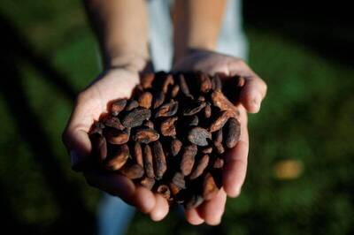 巧克力控要哭了！可可2年半飆漲4倍