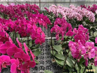 華爾街日報盛讚台糖 把名貴蘭花變最暢銷盆栽