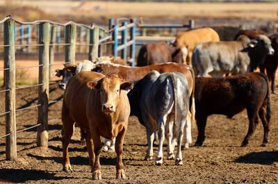 台灣不買！南非牛肉遭中封殺傻眼  急找亞洲國家賣貨