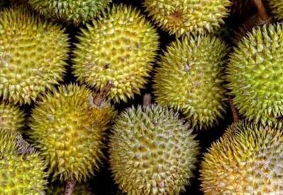 栽進中國榴槤養套殺市場「是福還是禍」？又有1國想試一試