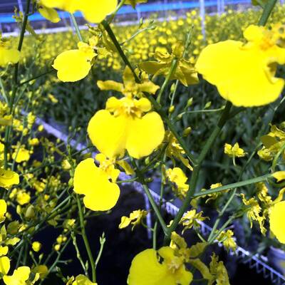 不只爆買鳳梨香蕉！台灣這3款花第一大買家全是日本