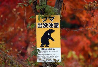 赴日旅人注意 ! 2027年恐迎「熊害高峰年」日媒曝背後元凶