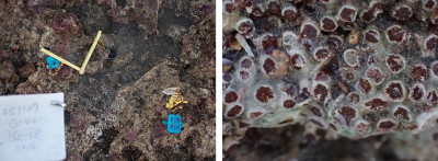 珊瑚數量驟減？環團質疑是三接衝擊 中油拿數據澄清