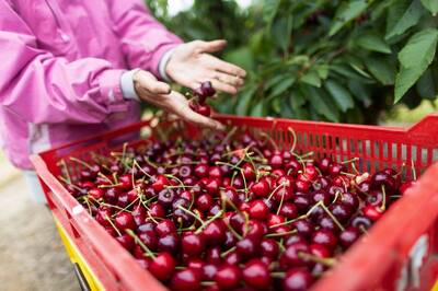 櫻桃甜甜價狂嗑2萬噸！台灣去年進口量激增逾5成好驚人