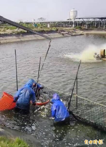 台灣鯛價格崩盤漁民排隊賣不掉 台美關稅定案但緩不濟急