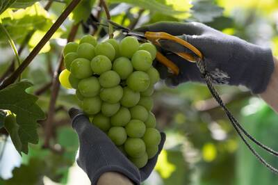 麝香葡萄降價了  2026爆出最新甜甜價