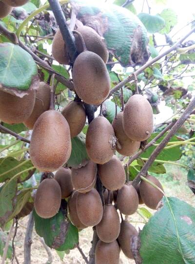 紐西蘭要小心？中國1水果殺進越南  價格跳水創新低