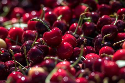 櫻桃甜甜價爽吃！台灣1月狂從智利掃貨 年增近9成