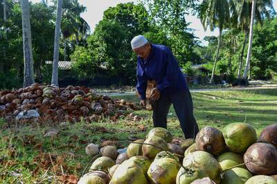 泰國香水椰子慘遭「養套殺」！中資一條龍10倍剝削吃夠夠