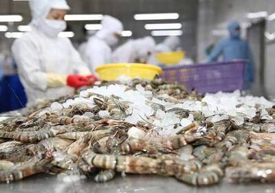 這國蝦類出口崩減60％ 關稅大刀不留情