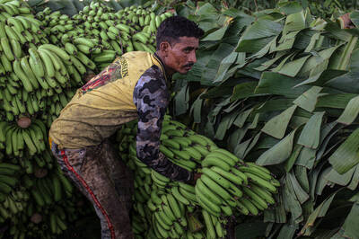 太慘了！印度1水果價格狂殺73％   農民淚訴原因