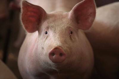 矮化台灣用豬制裁你？丹麥竟是我第3大豬肉進口來源 1年花掉23億