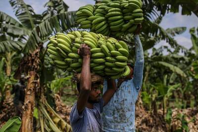 慘不忍睹！印度1水果殺到每公斤不到1元 農民含淚砍光光