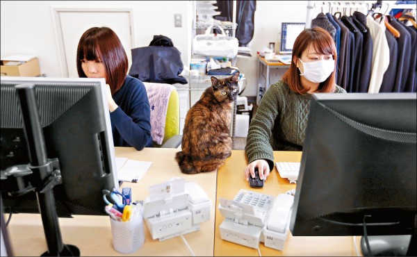 日本最強 毛小孩保險涵蓋刺蝟、烏龜