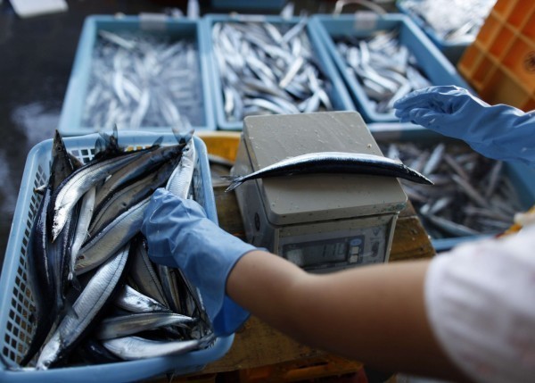 捕獲量劇減 日本秋刀魚價格漲10倍民眾卻步 自由財經