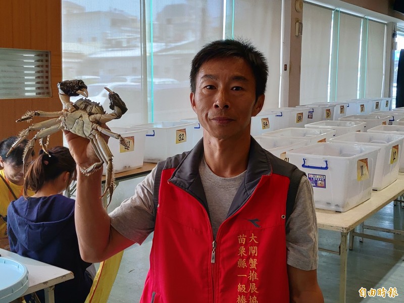 苗栗縣大閘蟹評鑑競賽觀光產業活動結果出爐了，11兩重公蟹成焦點（記者蔡政珉攝）