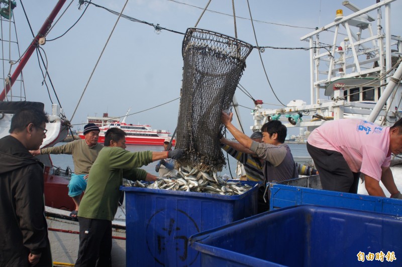 澎湖近來傳出日本竹筴魚豐收，但飼料成本仍高居不下。（記者劉禹慶攝）