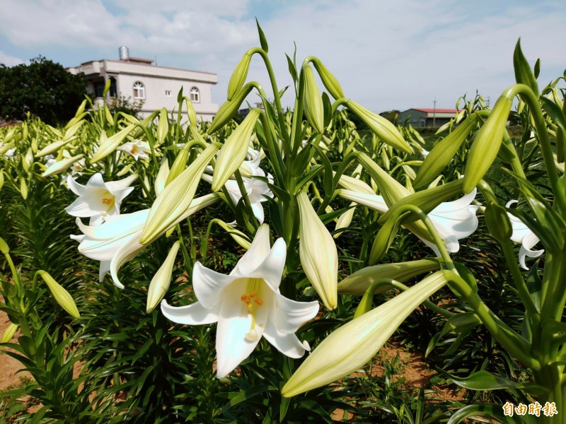 李萬益在觀音區廣福里廣清路與福新路交叉口栽種鐵炮百合，近期已經陸續開花，預計再一週將盛開。（記者鄭淑婷攝）