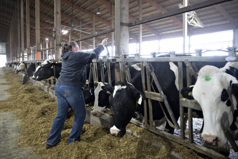 乳牛踏上不歸路 彭博 越來越多乳牛被做成漢堡肉 自由財經
