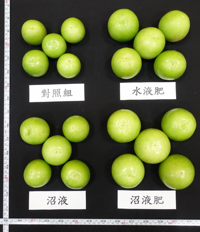 高雄區農業改良場以蜜棗作實驗,使用沼液肥比傳統用肥生產的果品好。(記者李立法翻攝)