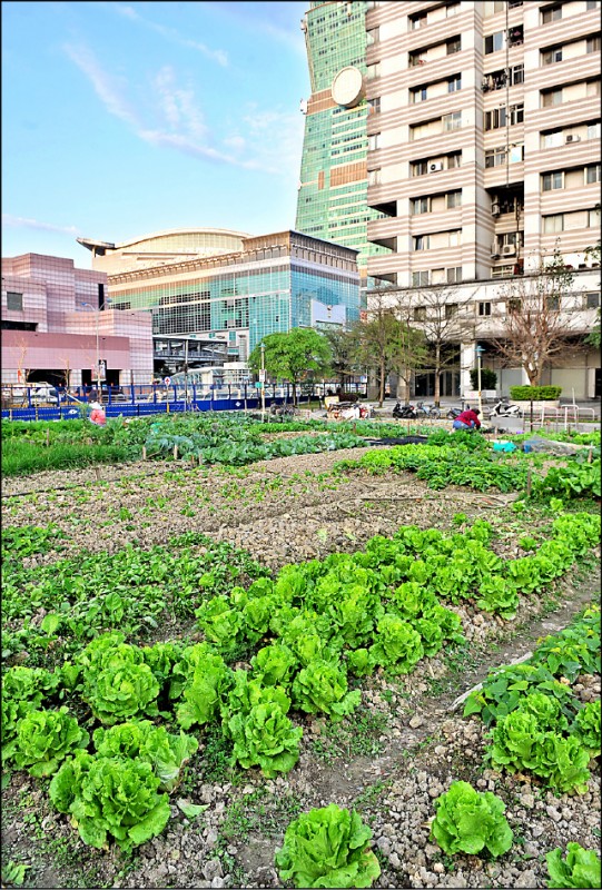 17年前還種著菜的這塊土地，因地段好，地價不斷飆高。（資料照）